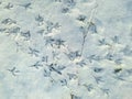 Birds Tracks Footprints on Fresh White Snow in Forest. Winter Landscape Scenery Pattern Christmas New Year. Greeting Card Poster T