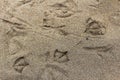 Birds Tracks in the Sand