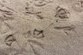 Birds Tracks in the Sand Surface Nature