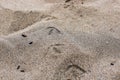 Birds Tracks in the Sand