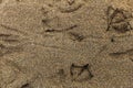 Birds Tracks in the Sand Background