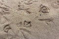 Birds Tracks in the Sand Birds Tracks