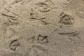 Birds Tracks in the Sand Surface Backdrop