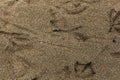 Birds Tracks in the Sand Trace Ground