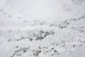 Birds tracks snow footprint way trail Royalty Free Stock Photo