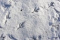 Birds tracks on white snow in winter. Crow's footprints on snowy background. Wildlife research, ornithology. Save