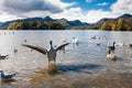 Birds in a tranquil bay on Lake Derwentwater Royalty Free Stock Photo
