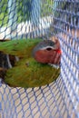 The birds trapped in the nets, Common Emerald Dove Royalty Free Stock Photo