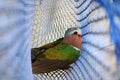 The birds trapped in the nets, Common Emerald Dove. Royalty Free Stock Photo