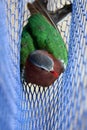 The birds trapped in the nets, Common Emerald Dove Royalty Free Stock Photo