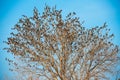 Birds on tree. Blue sky background. Royalty Free Stock Photo