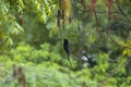birds on tree branch, black birds on trees branch Royalty Free Stock Photo