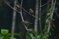 Birds on the tree branch after the rain view from the village