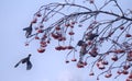 Birds on snow branches