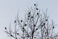 Birds on a tree