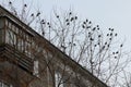 Birds on a tree