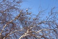 Birds on a tree