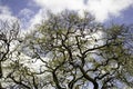 Birds on tree Royalty Free Stock Photo