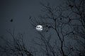 Birds on a tree at night with the moon in the background