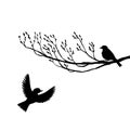 Birds at tree silhouettes Royalty Free Stock Photo