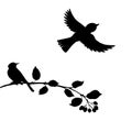 Birds at tree silhouettes Royalty Free Stock Photo