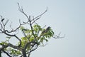 Birds on tree top Royalty Free Stock Photo