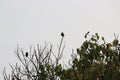 Birds on tree top Royalty Free Stock Photo
