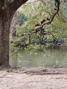 Birds tree water branch outside landscape river ducks park Royalty Free Stock Photo