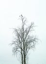 Birds in tree winter misty netherlands