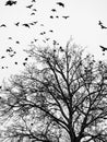 Birds and trees Royalty Free Stock Photo