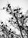 Birds and trees Royalty Free Stock Photo