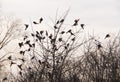 Birds and trees Royalty Free Stock Photo
