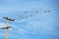 Birds - turtledove on electric wires