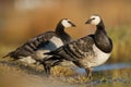 Birds - Two Barnacle Goose Branta leucopsis on the water`s edge