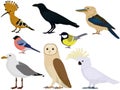 Birds types collection: hoopoe, raven, kookaburra, seagull vector illustration