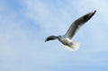 Birds of Ukraine.Gulls fly against the blue sky. Wintering waterfowl