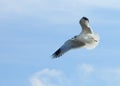 Birds of Ukraine.Gulls fly against the blue sky. Wintering waterfowl