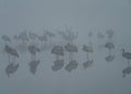 Birds under fog Royalty Free Stock Photo