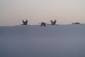 Birds under fog