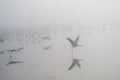 Birds under fog Royalty Free Stock Photo