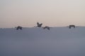 Birds under fog