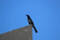 Birds and urban environments. Quiscalus mexicanus, male. Guatemala City. Royalty Free Stock Photo