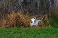 A great white bird egret flies over marsh vegetation in Louisiana