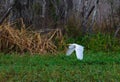 A great white bird egret flies over marsh vegetation in Louisiana