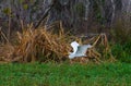 Birds USA. A great white bird egret flies over marsh vegetation in Louisiana Royalty Free Stock Photo