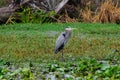 Birds USA. Night Heron long legged bird in green plants, trees, swamp, Louisiana Royalty Free Stock Photo