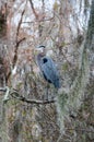 Birds USA. Night Heron long legged bird in green plants, trees, swamp, Louisiana Royalty Free Stock Photo