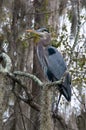 Birds USA. Night Heron long legged bird in green plants, trees, swamp, Louisiana