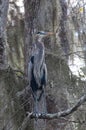 Birds USA. Night Heron long legged bird in green plants, trees, swamp, Louisiana Royalty Free Stock Photo