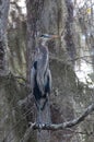 Birds USA. Night Heron long legged bird in green plants, trees, swamp, Louisiana